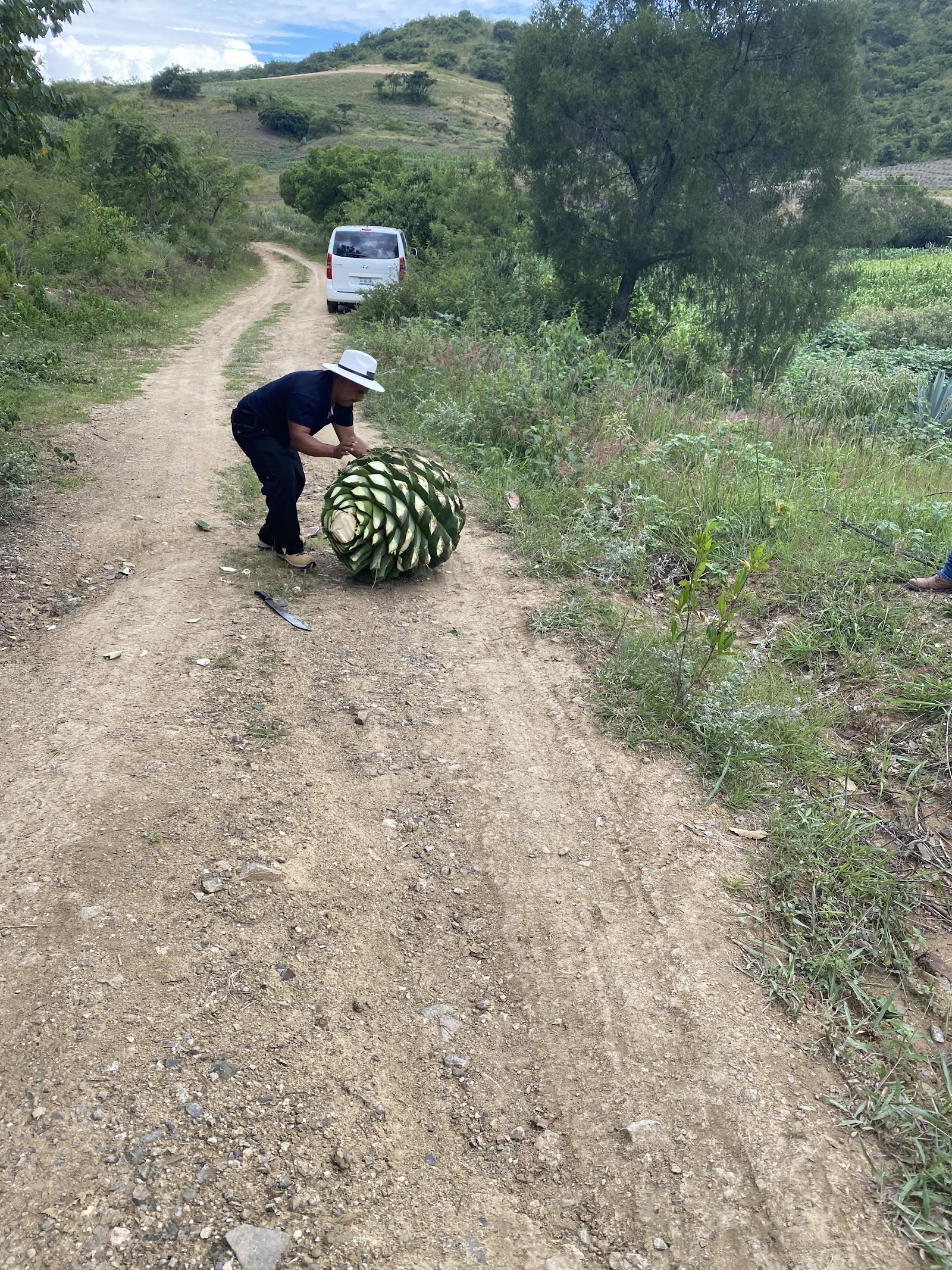 trimming a harvested agave piña