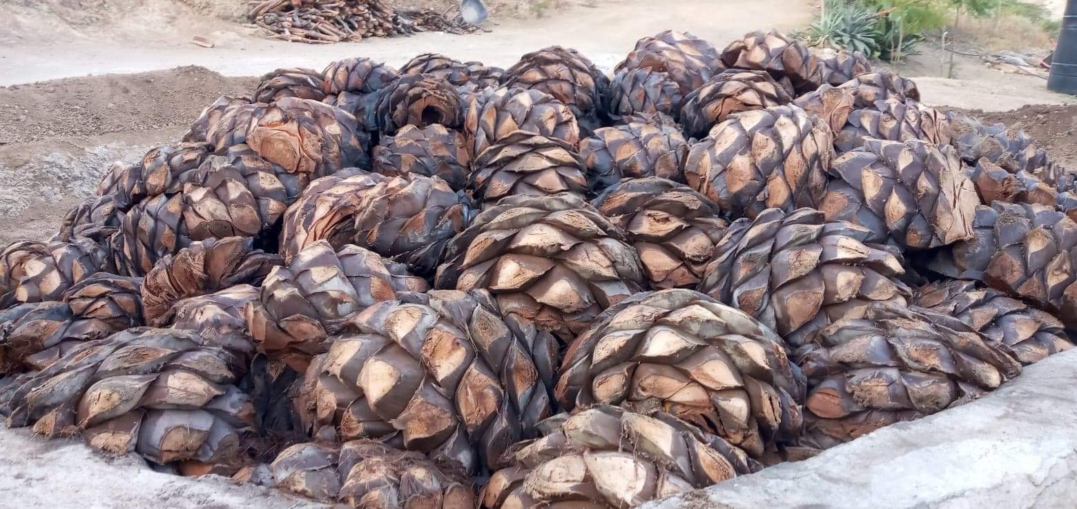 a pile of harvested agave piñas
