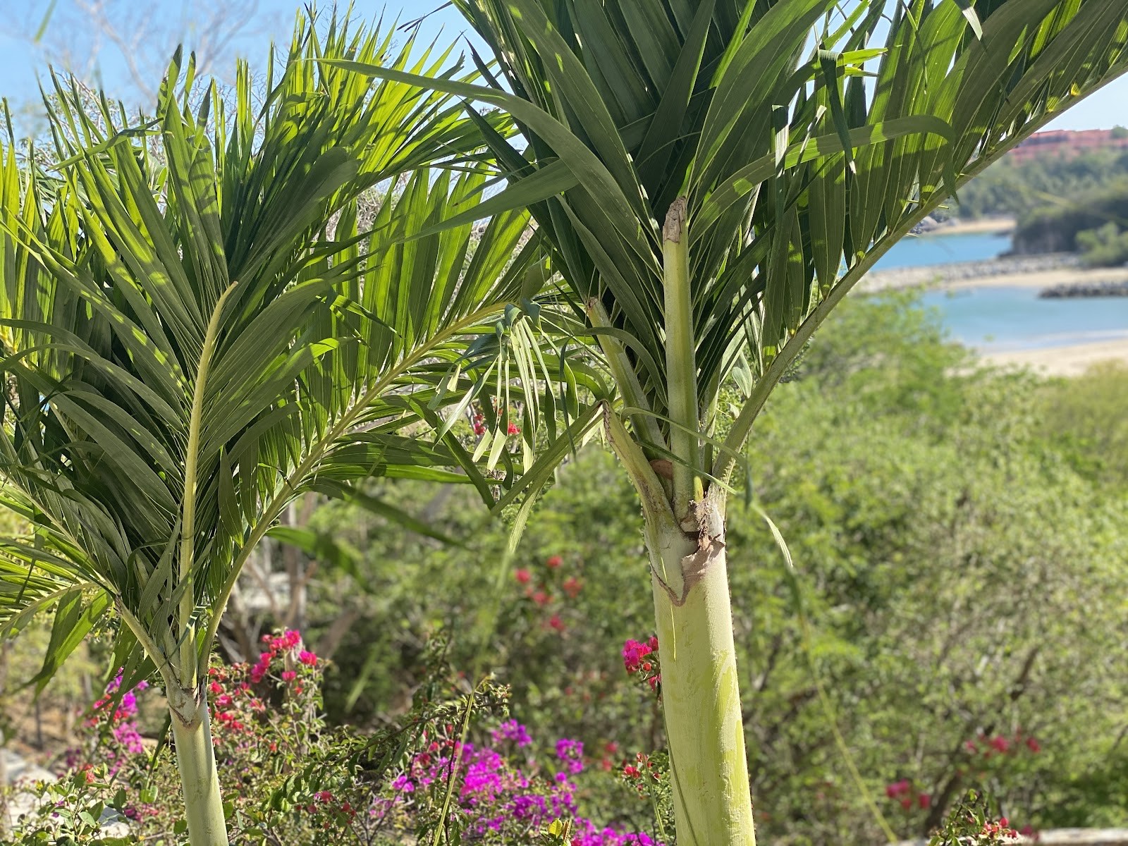 palms above the coast
