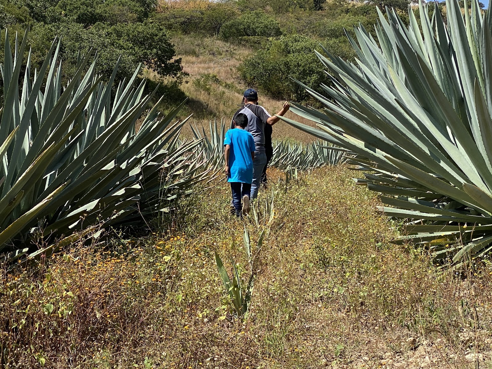 worker among agave field rows