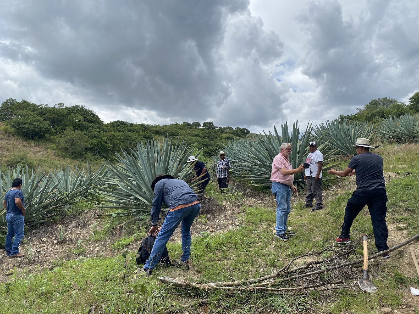 harvesting agave in the field