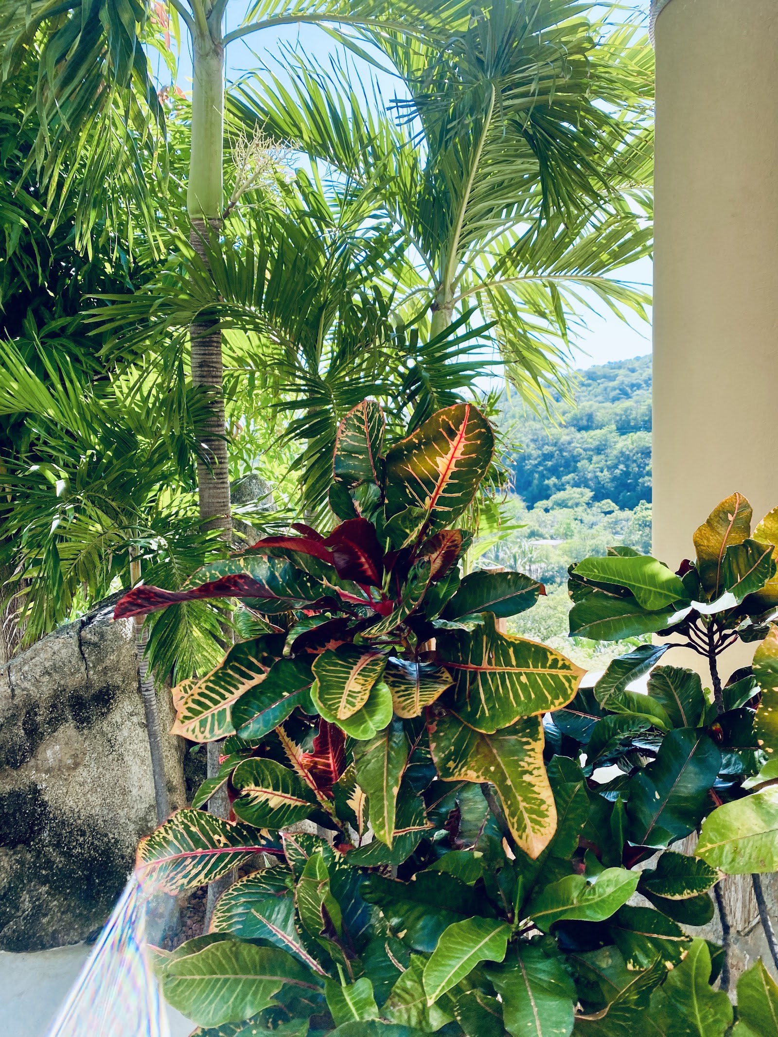 plants beneath the mountains