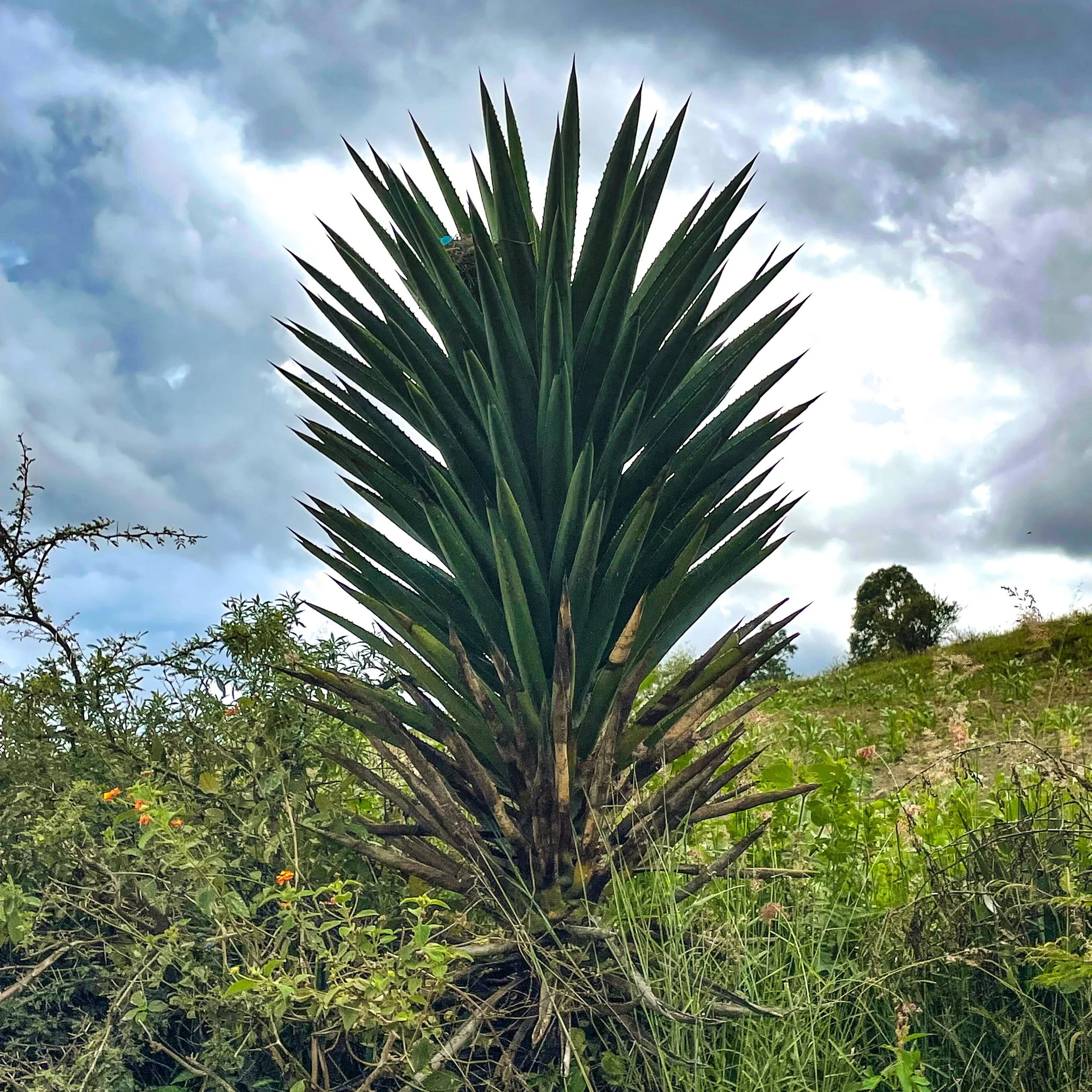 Maguey or Agave? story image